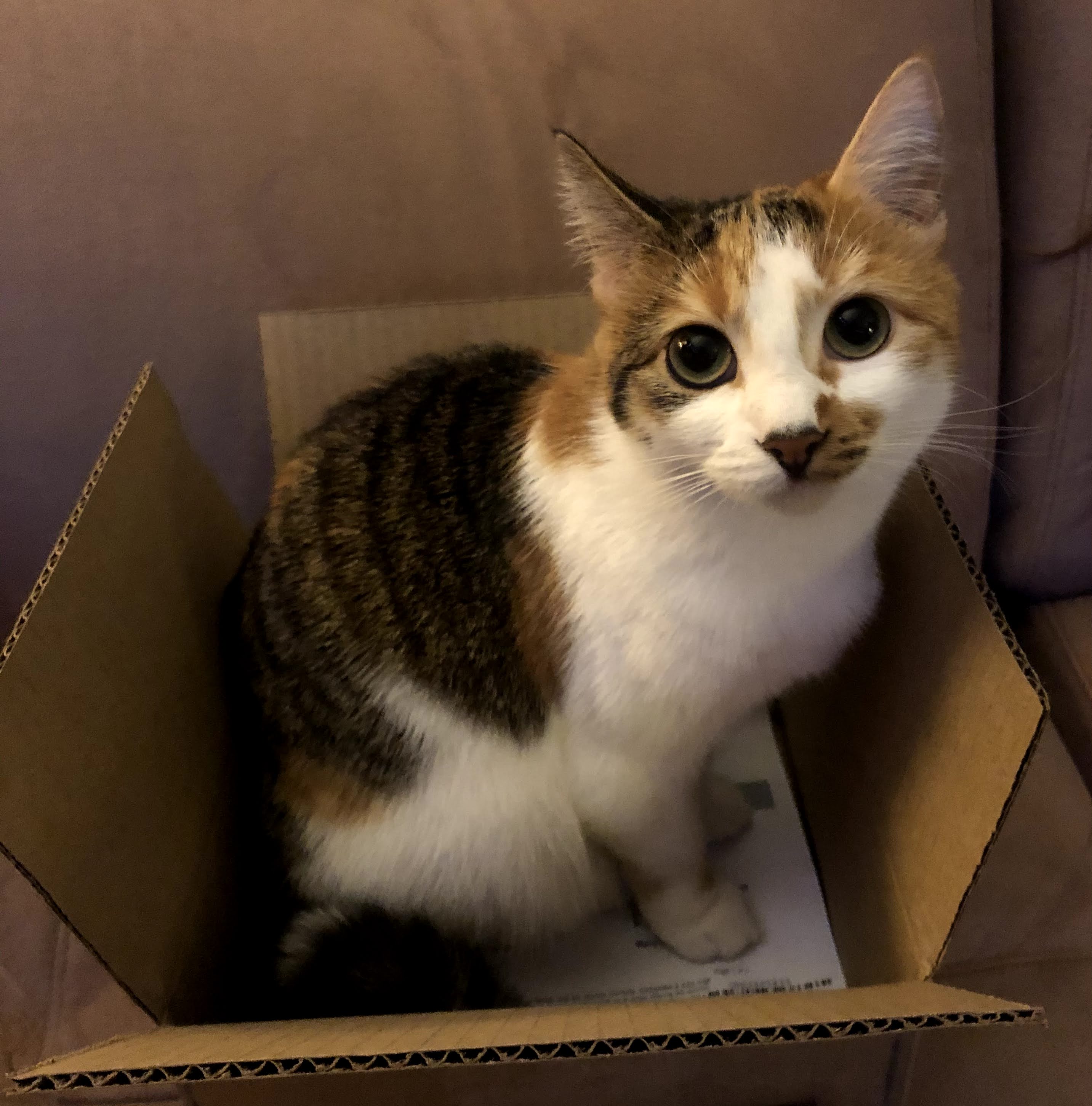 Yue in a Box